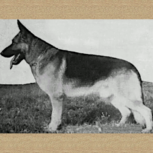 German Shepherd