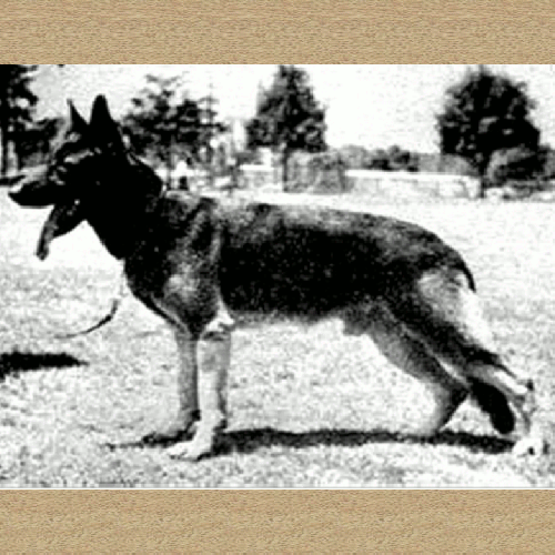 German Shepherd