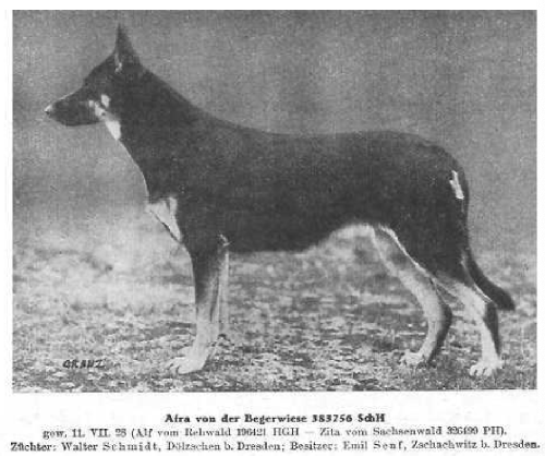 German Shepherd