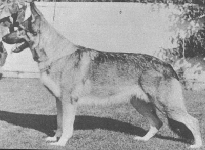 German Shepherd