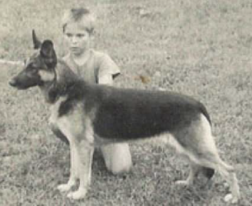 German Shepherd