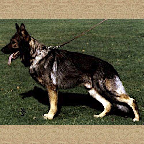 German Shepherd