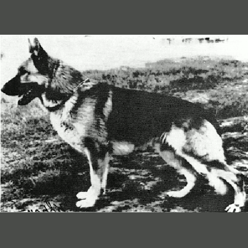 German Shepherd