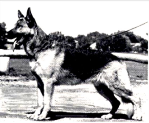German Shepherd