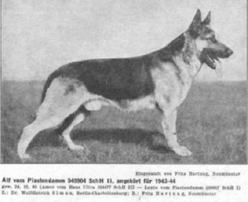German Shepherd