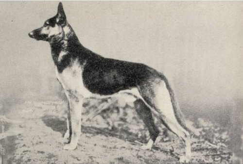 German Shepherd