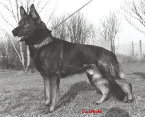 German Shepherd