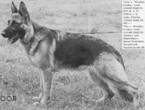 German Shepherd