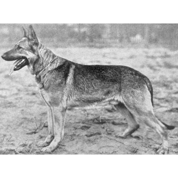 German Shepherd