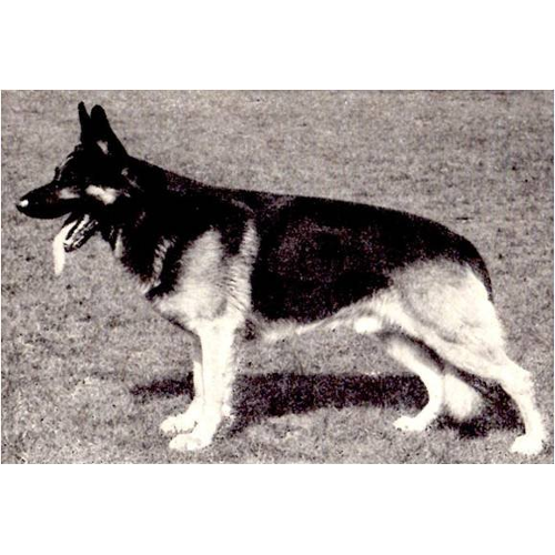German Shepherd