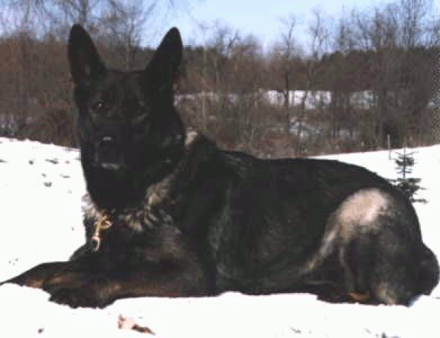 German Shepherd
