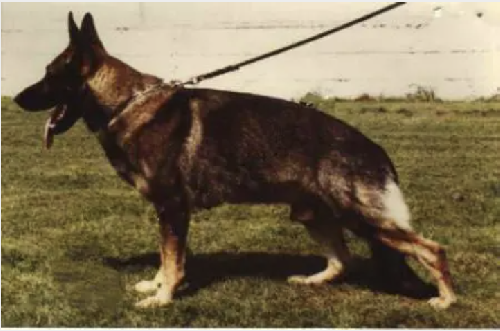 German Shepherd