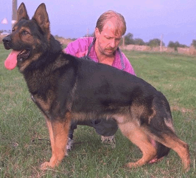 German Shepherd