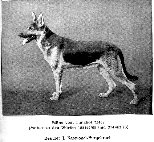 German Shepherd