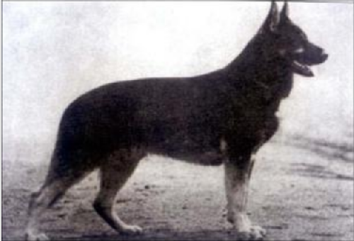 German Shepherd