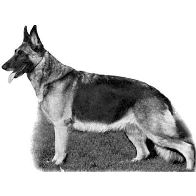 German Shepherd