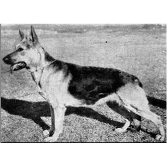 German Shepherd