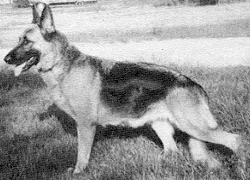 German Shepherd