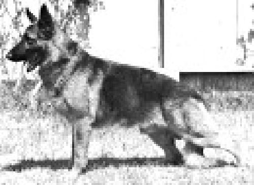 German Shepherd