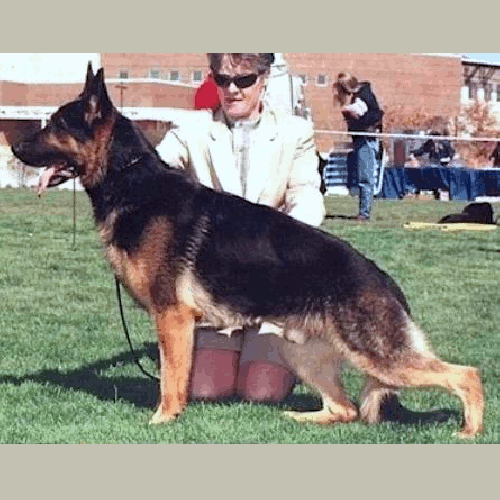 German Shepherd