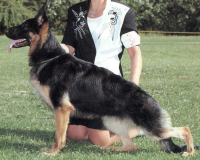 German Shepherd