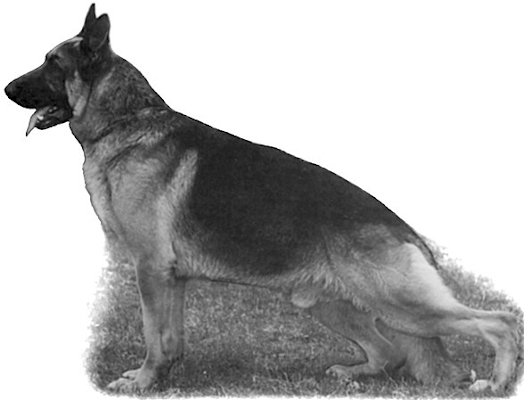German Shepherd
