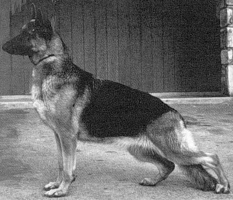 German Shepherd