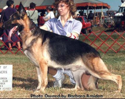 German Shepherd
