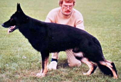 German Shepherd