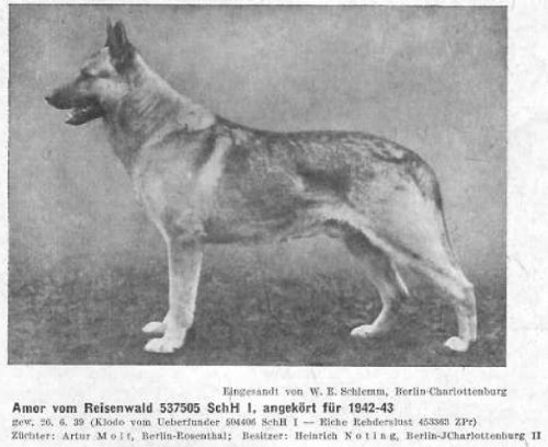 German Shepherd