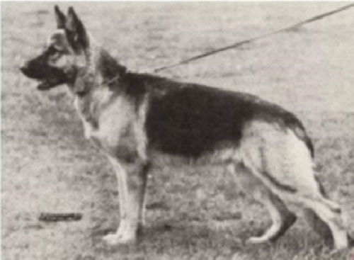German Shepherd