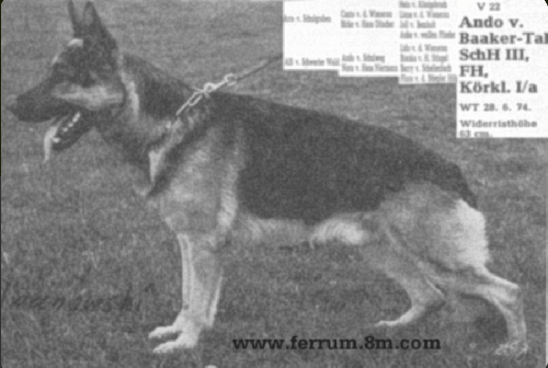 German Shepherd