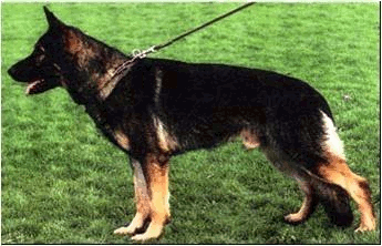 German Shepherd