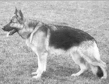 German Shepherd