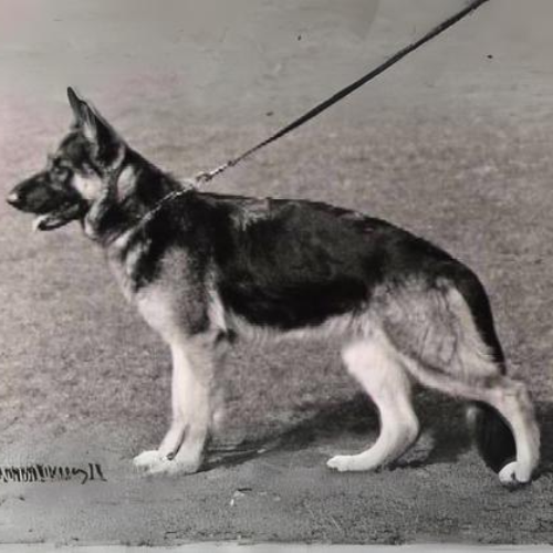 German Shepherd