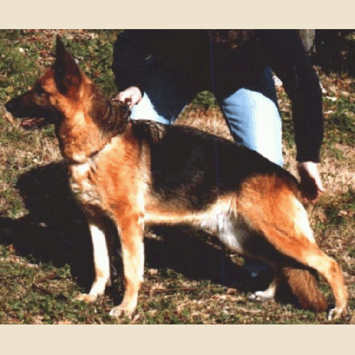 German Shepherd