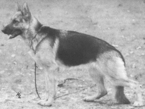 German Shepherd