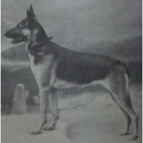 German Shepherd