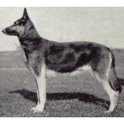 German Shepherd