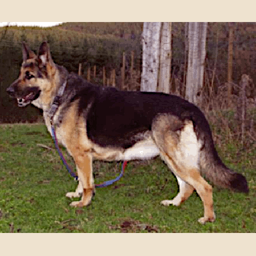 German Shepherd