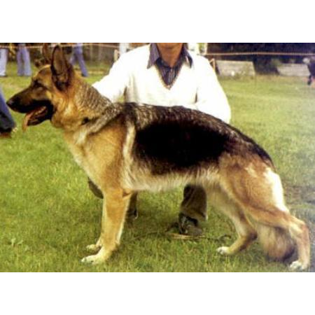 German Shepherd
