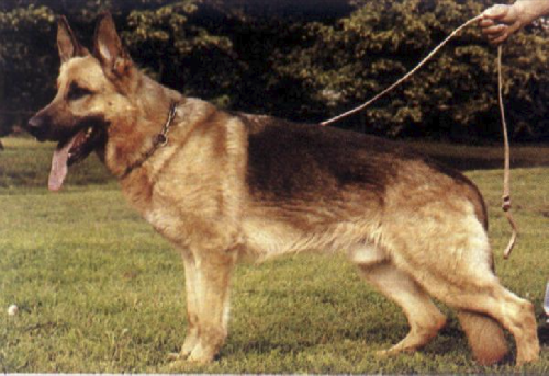 German Shepherd