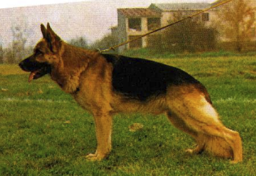 German Shepherd