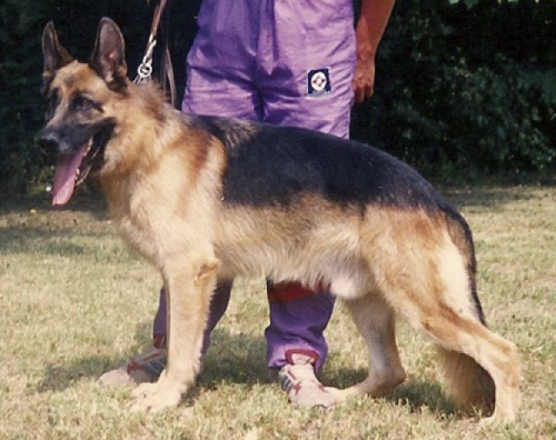 German Shepherd