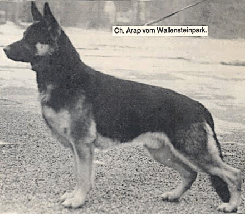 German Shepherd