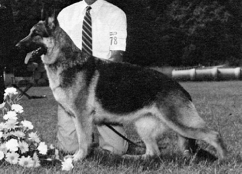 German Shepherd