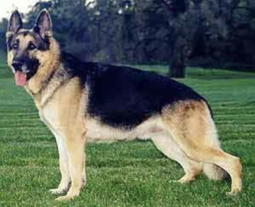 German Shepherd