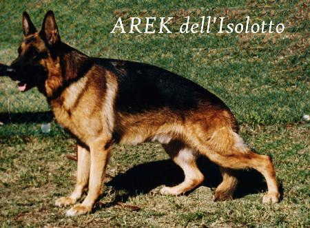 German Shepherd