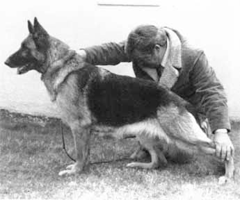 German Shepherd