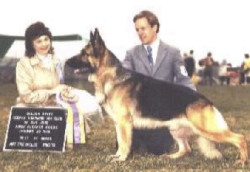 German Shepherd